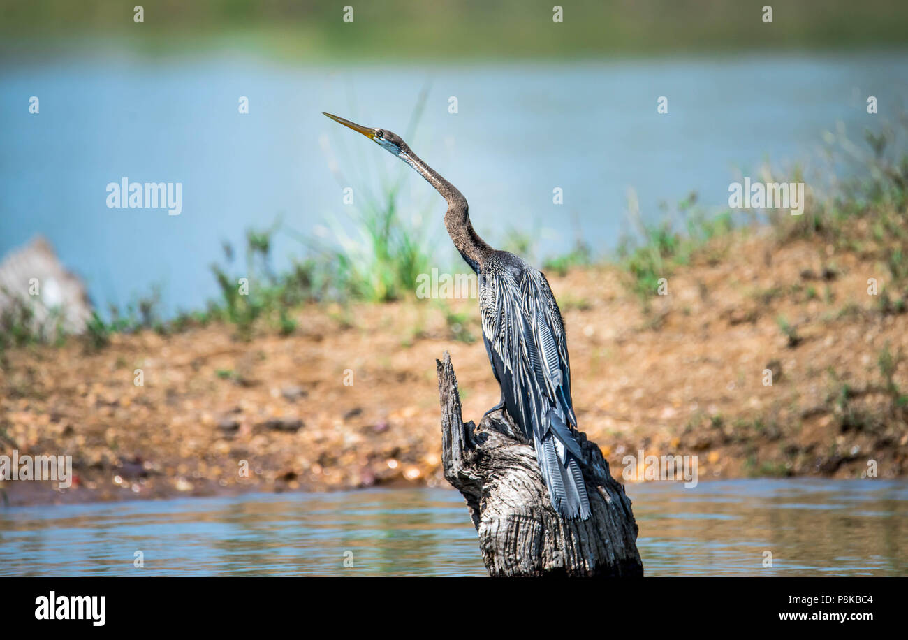 Schlangenhalsvogel - Schlange Vogel - Jagd Stockfoto Schlangenhalsvogel - Schlange Vogel - Jagd Stockfoto