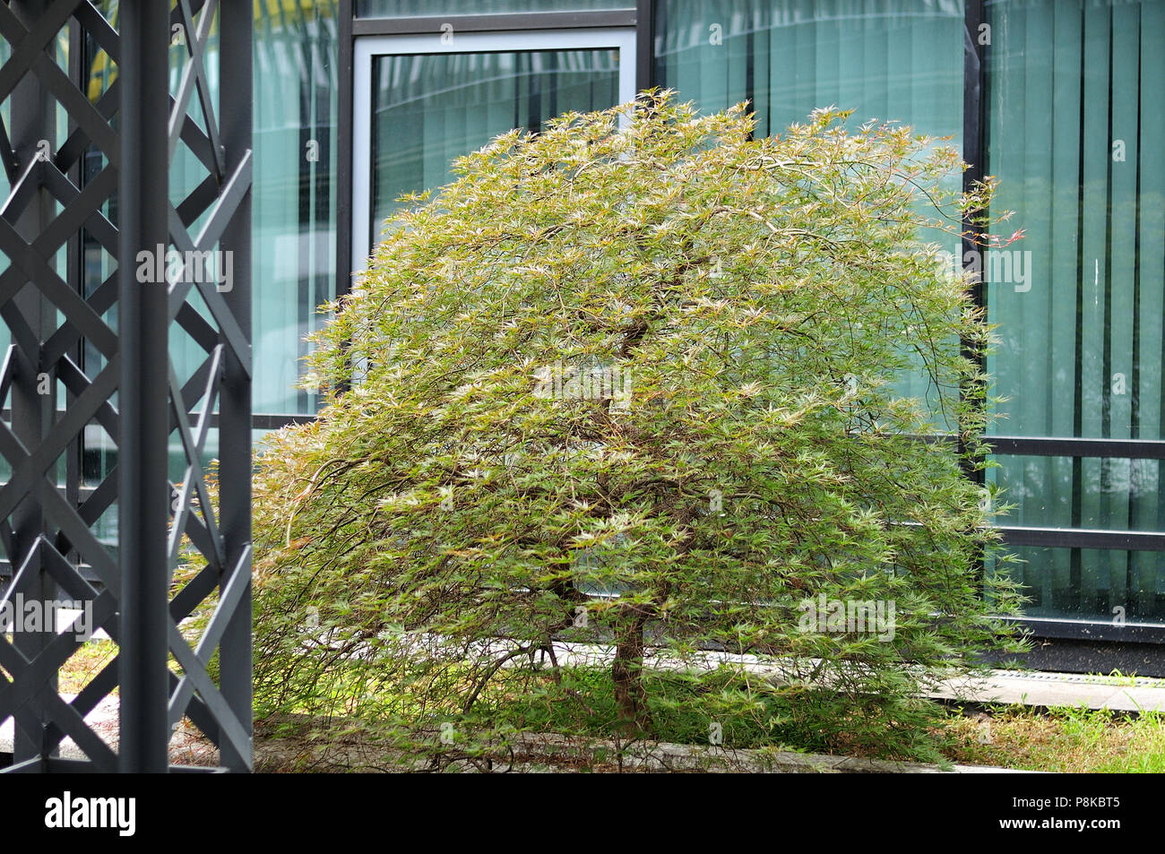 Japanischer Ahorn baum Seiryu mit seziert Blätter wächst als kleiner Baum in städtischen Geschäftsviertel Stockfoto