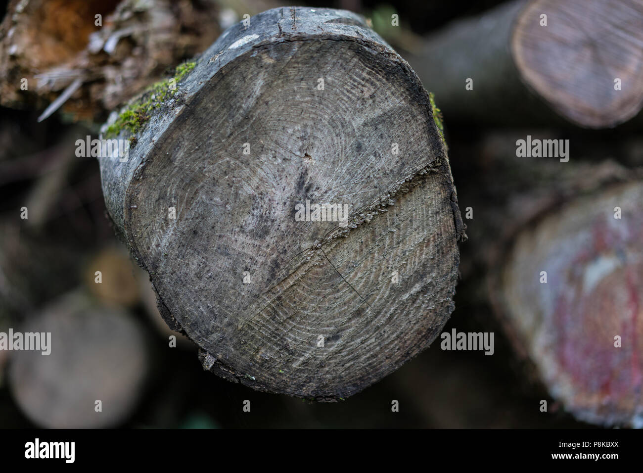 Holz- Baumstamm Nahaufnahme Vorderansicht Struktur Wald Holz Stockfoto