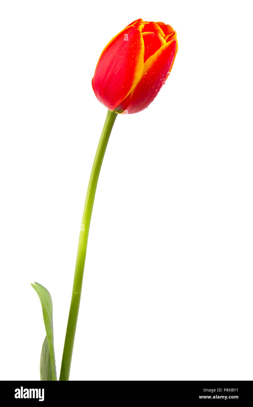 Rote Tulpe auf weißem Hintergrund closeup isoliert Schuß Stockfoto