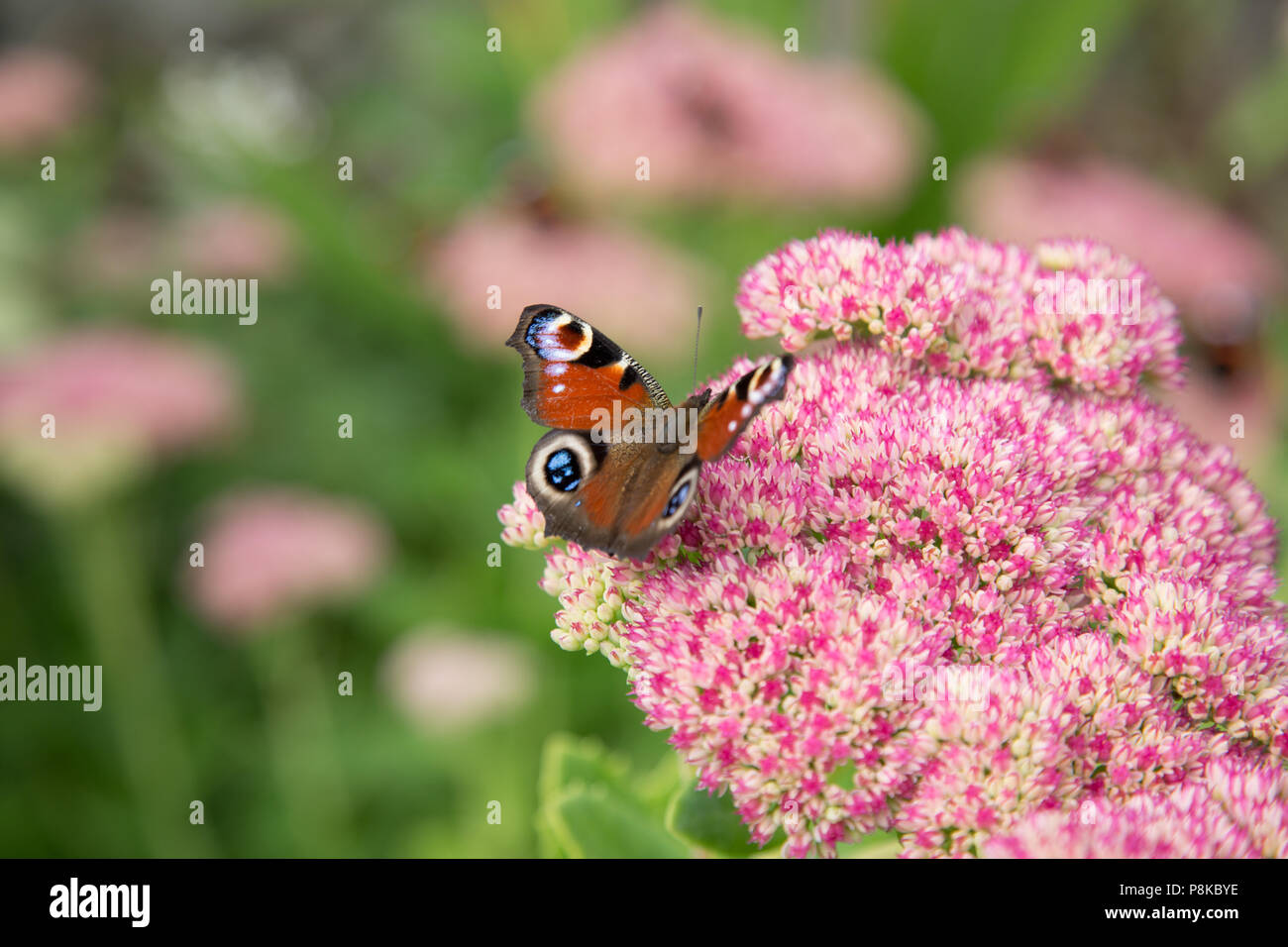 Pfauenschmetterling (Aglais io) ruht auf blühenden Pflanzen Stockfoto