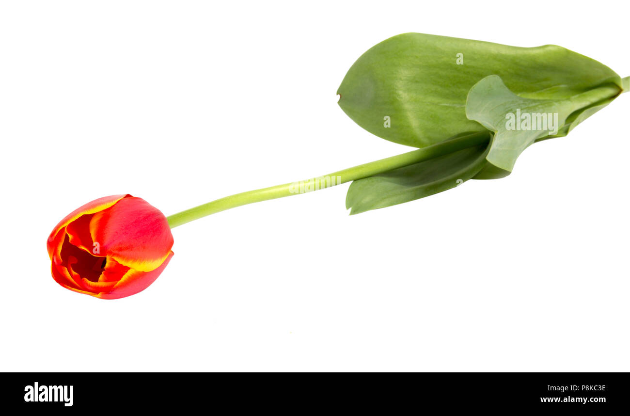 Rote Tulpe auf weißem Hintergrund closeup isoliert Schuß Stockfoto