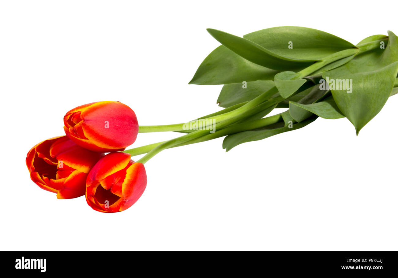 Drei rote Tulpen auf weißem Hintergrund closeup isoliert Schuß Stockfoto