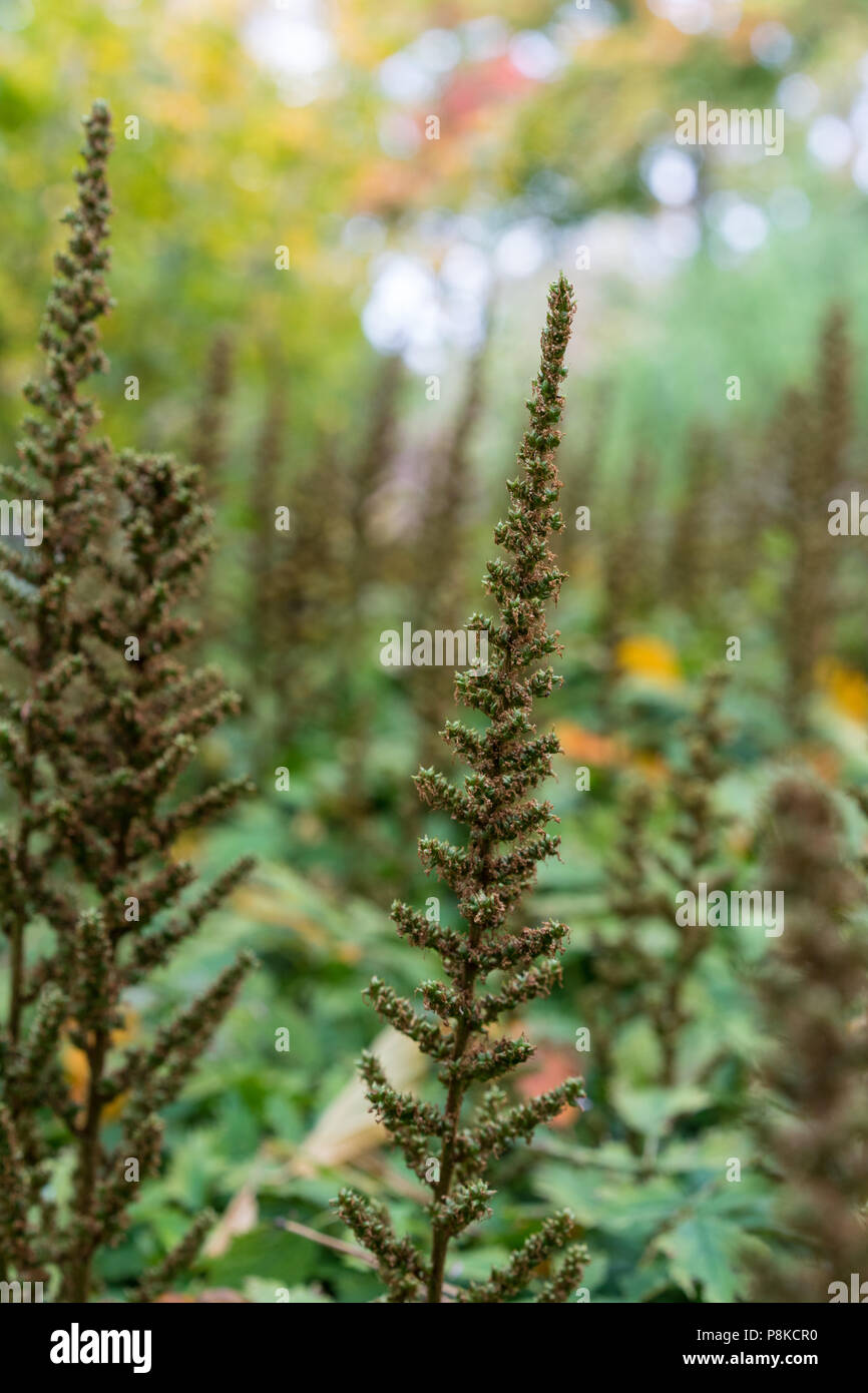 Blütenknospe in Garten astilbe chinensis saxifagaceae aus China im Garten Stockfoto
