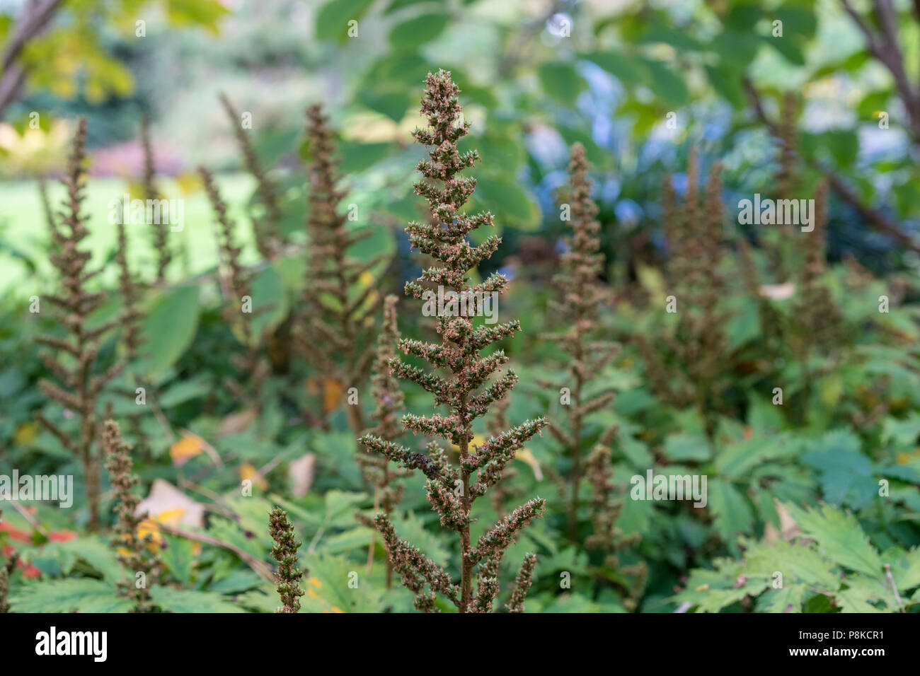 Blütenknospe in Garten astilbe chinensis saxifagaceae aus China im Garten Stockfoto
