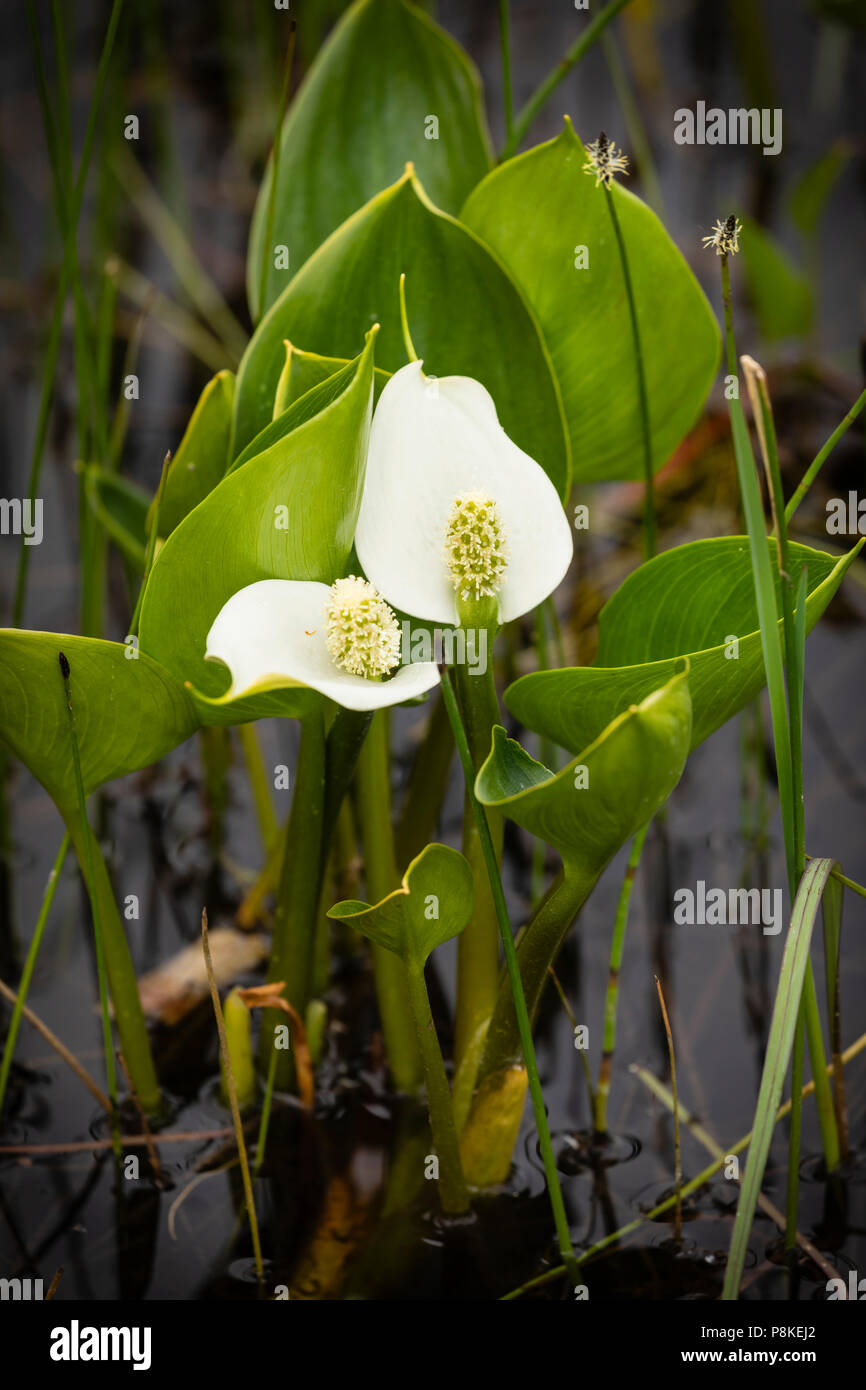 Nahaufnahme der Wilde Calla in Wrangell-St. Elias National Park in Southcentral Alaska. Stockfoto