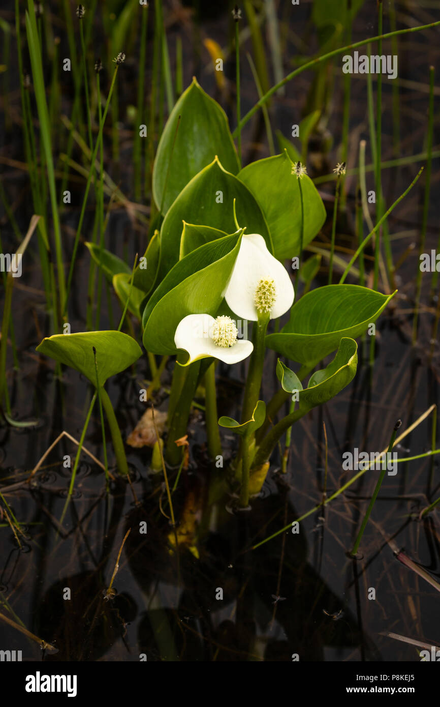 Nahaufnahme der Wilde Calla in Wrangell-St. Elias National Park in Southcentral Alaska. Stockfoto