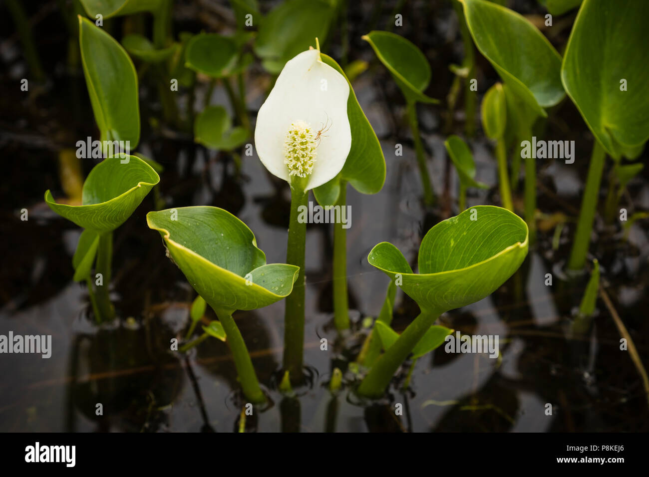 Nahaufnahme der Wilde Calla in Wrangell-St. Elias National Park in Southcentral Alaska. Stockfoto