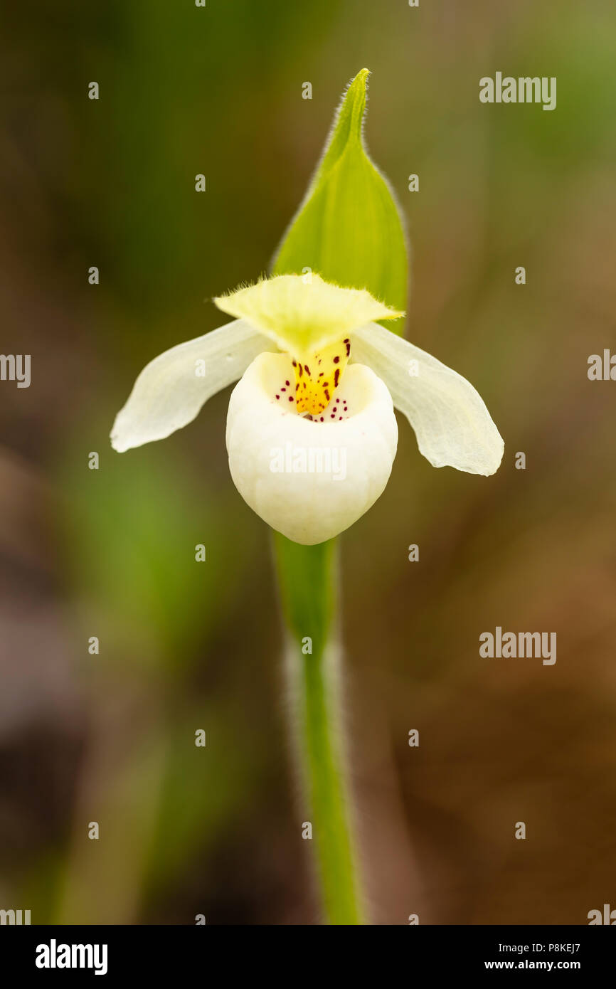 Makro von White Lady Slipper in Wrangell-St. Elias in Southcentral Alaska. Stockfoto