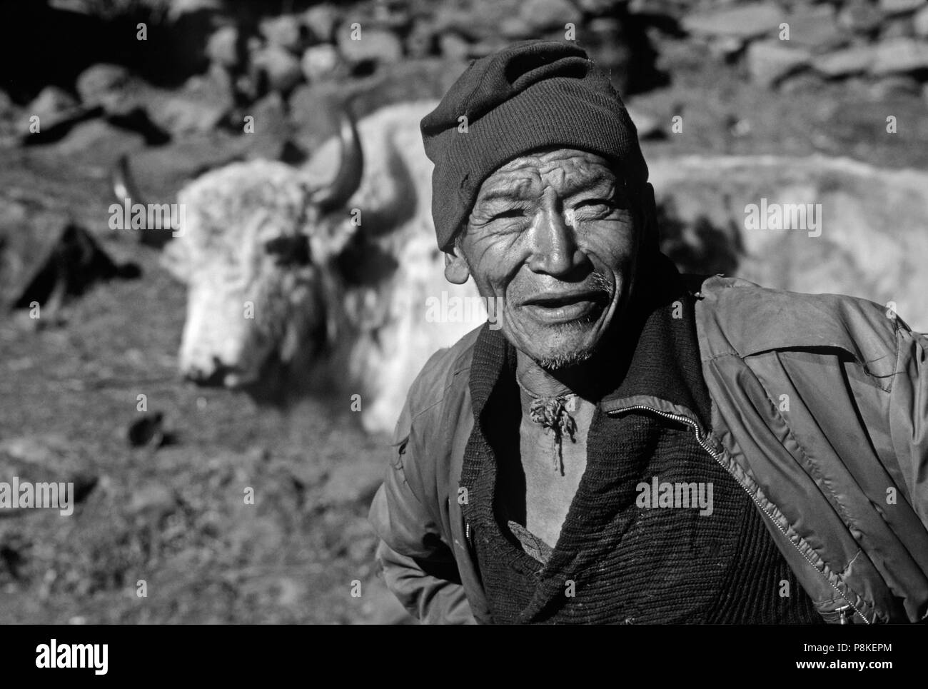 Sherpa & yak - KHUMBU, NEPAL TREK Stockfoto