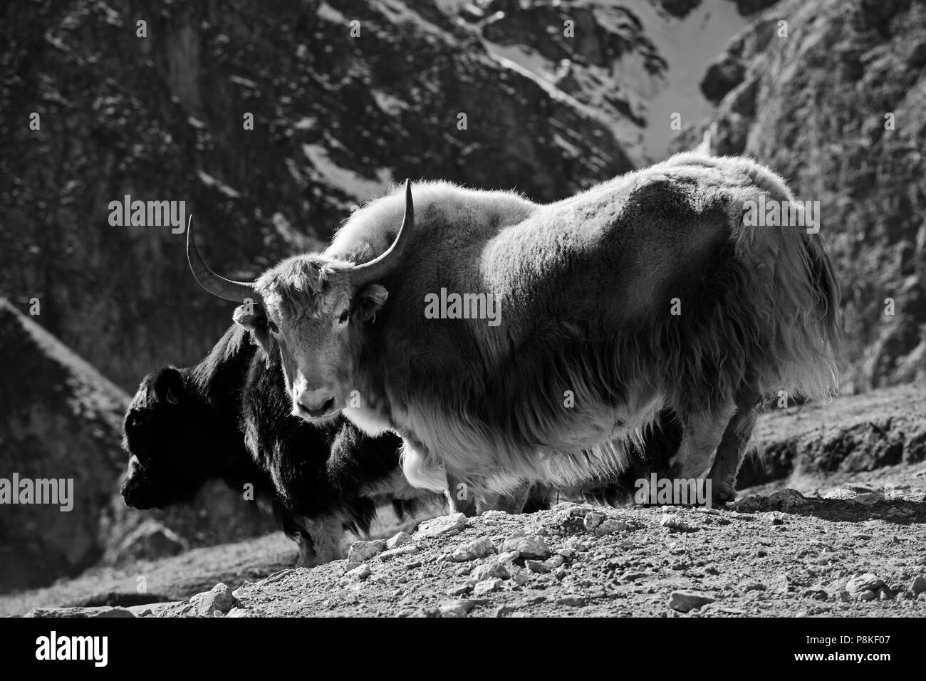 YAKS in der Nähe von NAR Dorf auf der NAR PHU TREK - ANNAPURNA CONSERVATION AREA, NEPAL Stockfoto