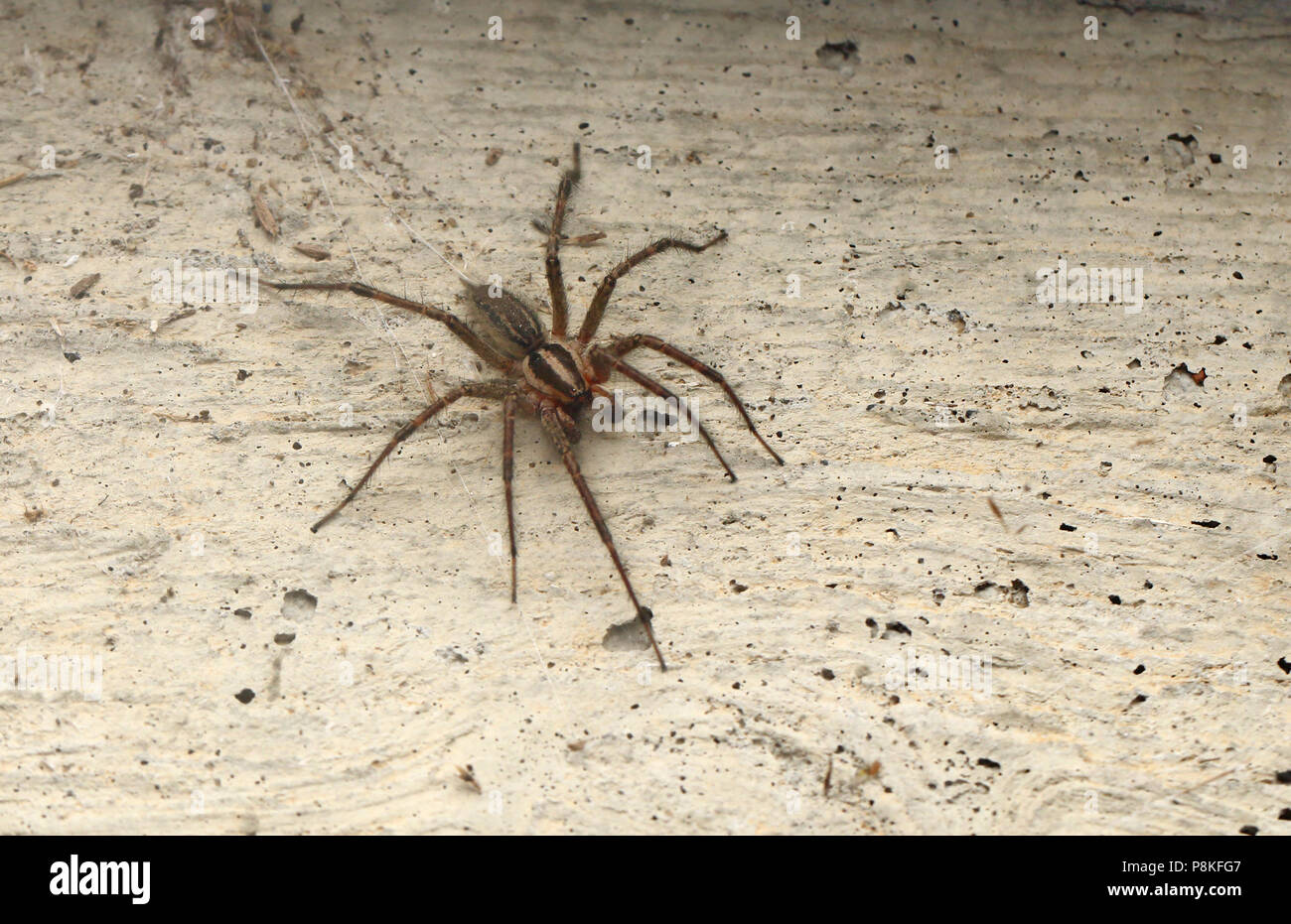 Grass Spider-Agelenopsis August 14th, 2015 Brandon, SD Stockfoto