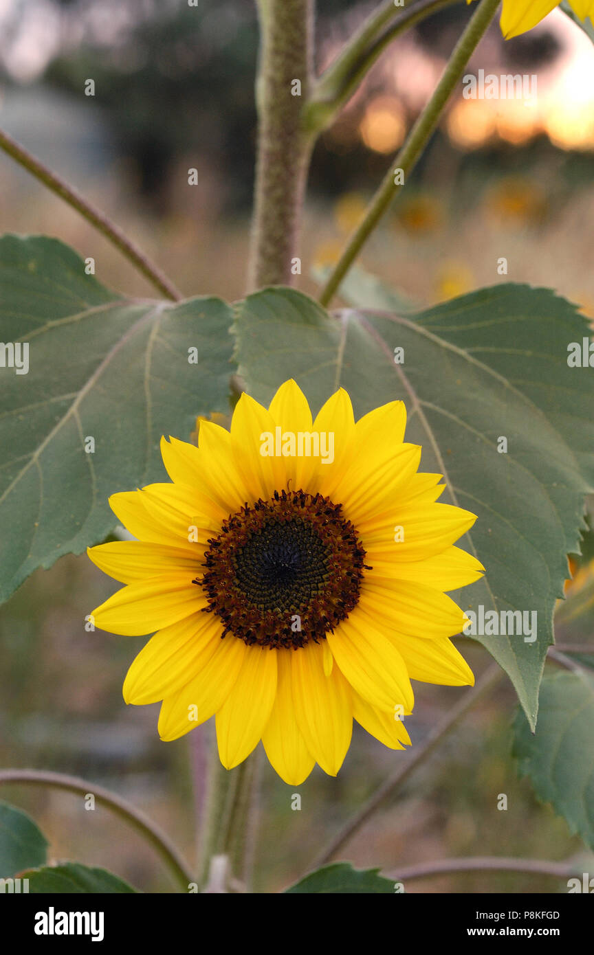 Single Sonnenblume in fiels. Stockfoto