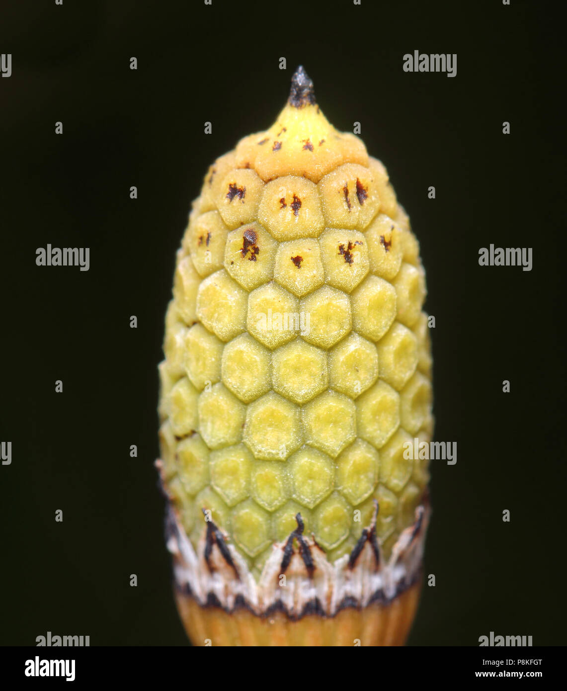 Schachtelhalm August 10th, 2015 Aufgrund des USGS EROS, Sioux Falls, SD Stockfoto