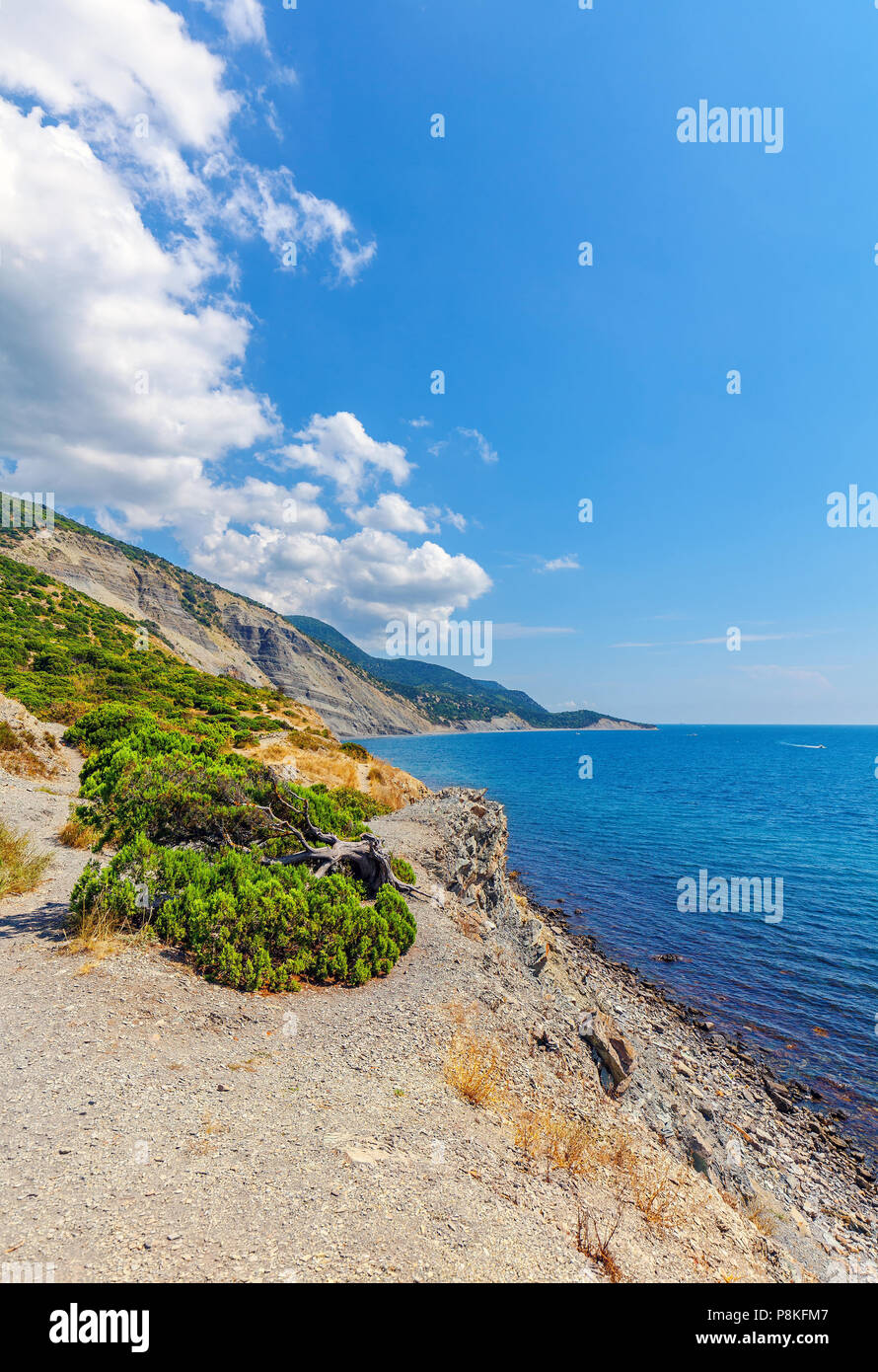 Juniper Dickicht an der Küste des Schwarzen Meeres in der Nähe von Big Utrish. Stockfoto