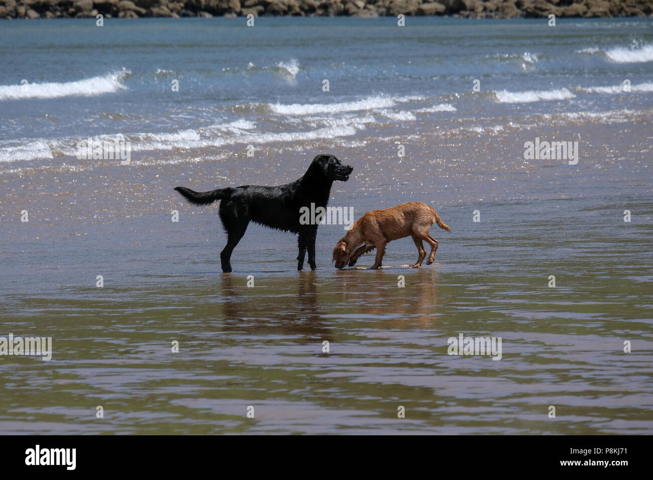 Zwei Hunde spielen mit Algen am Strand von North Bay, Scarborough North Yorkshire Stockfoto