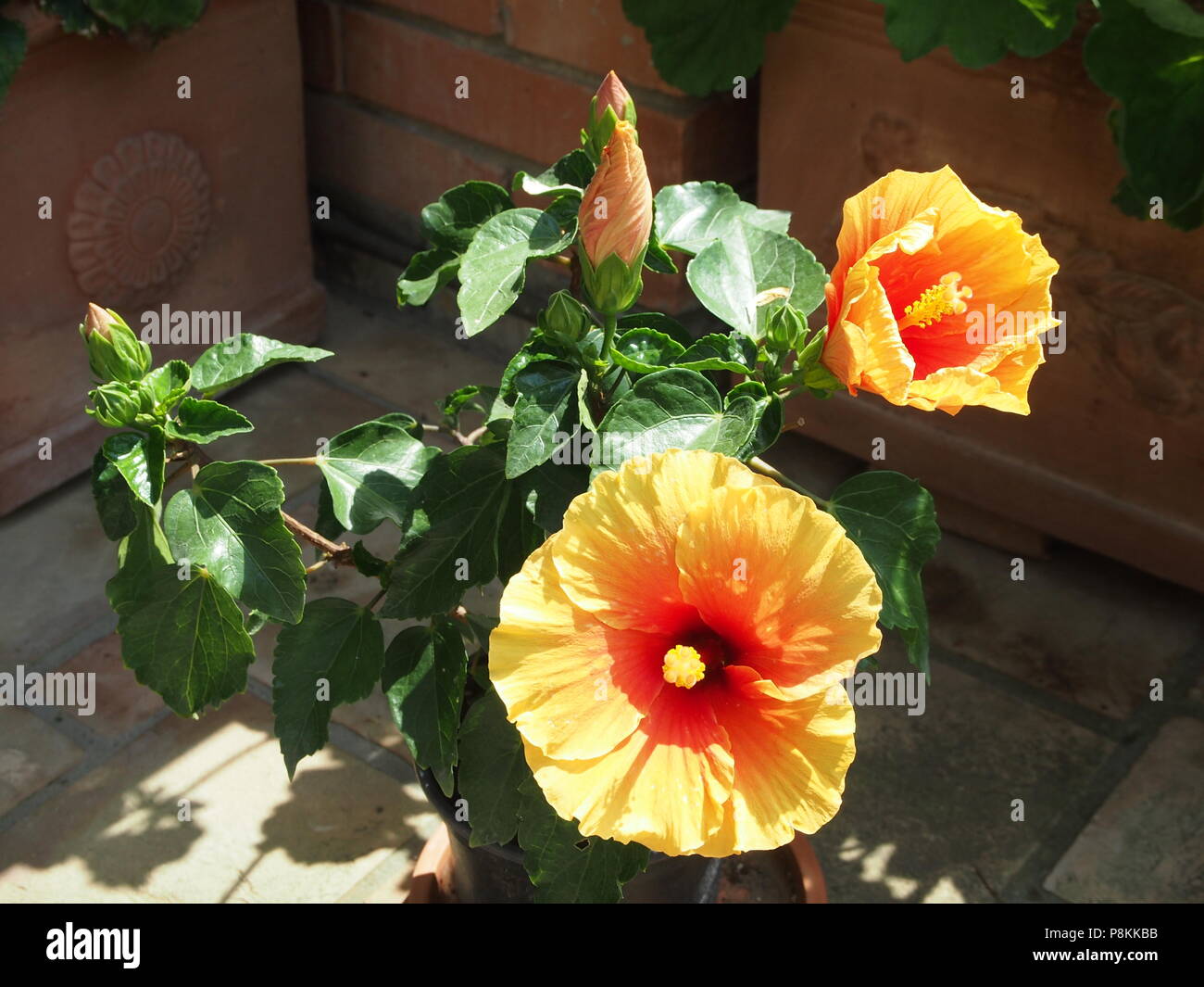 Hibiscus Pflanzen, einige gelbe und orange Blumen Stockfoto