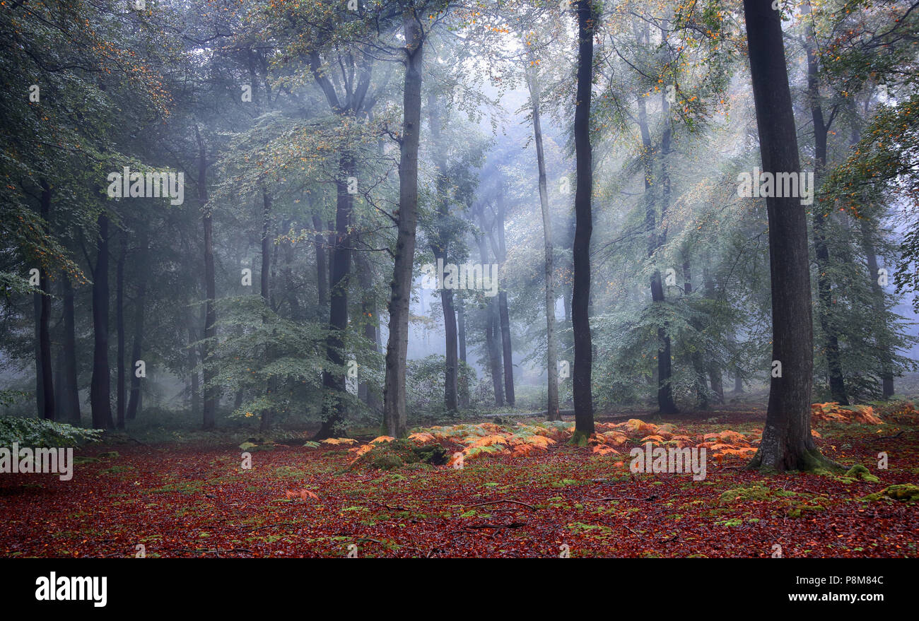 Britische Waldgebiete - wunderbares Licht Stockfoto