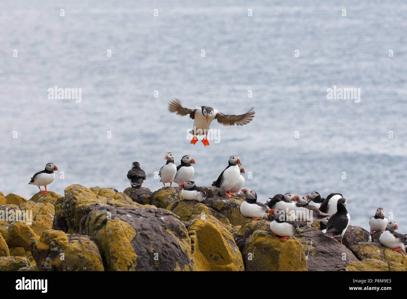 Puffin (Fratercula sp.) im Flug mit einer Kolonie von Papageitauchern auf den Felsen, Isle of May, Firth of Forth, Fife, Schottland Stockfoto