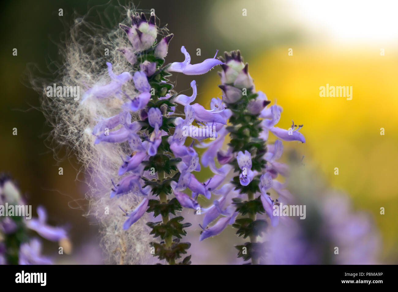 Schönen violetten Blüten im Sommer mit einem gelben und grünen Hintergrund. Stockfoto