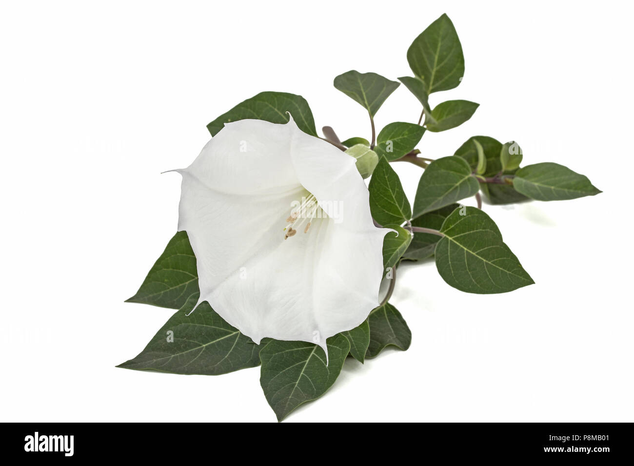 Stechapfel Blüte, Dope, Stramonium, Thorn - apple, jimsonweed, auf weißem Hintergrund Stockfoto