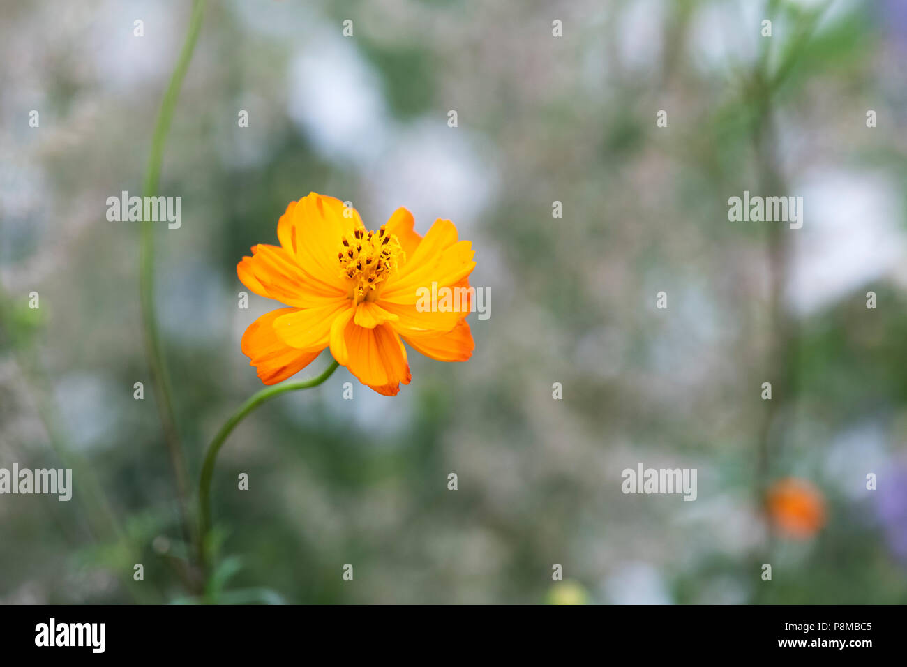 Cosmos sulfureus "Pamelas pick'Blume/Schwefel Kosmos Stockfoto