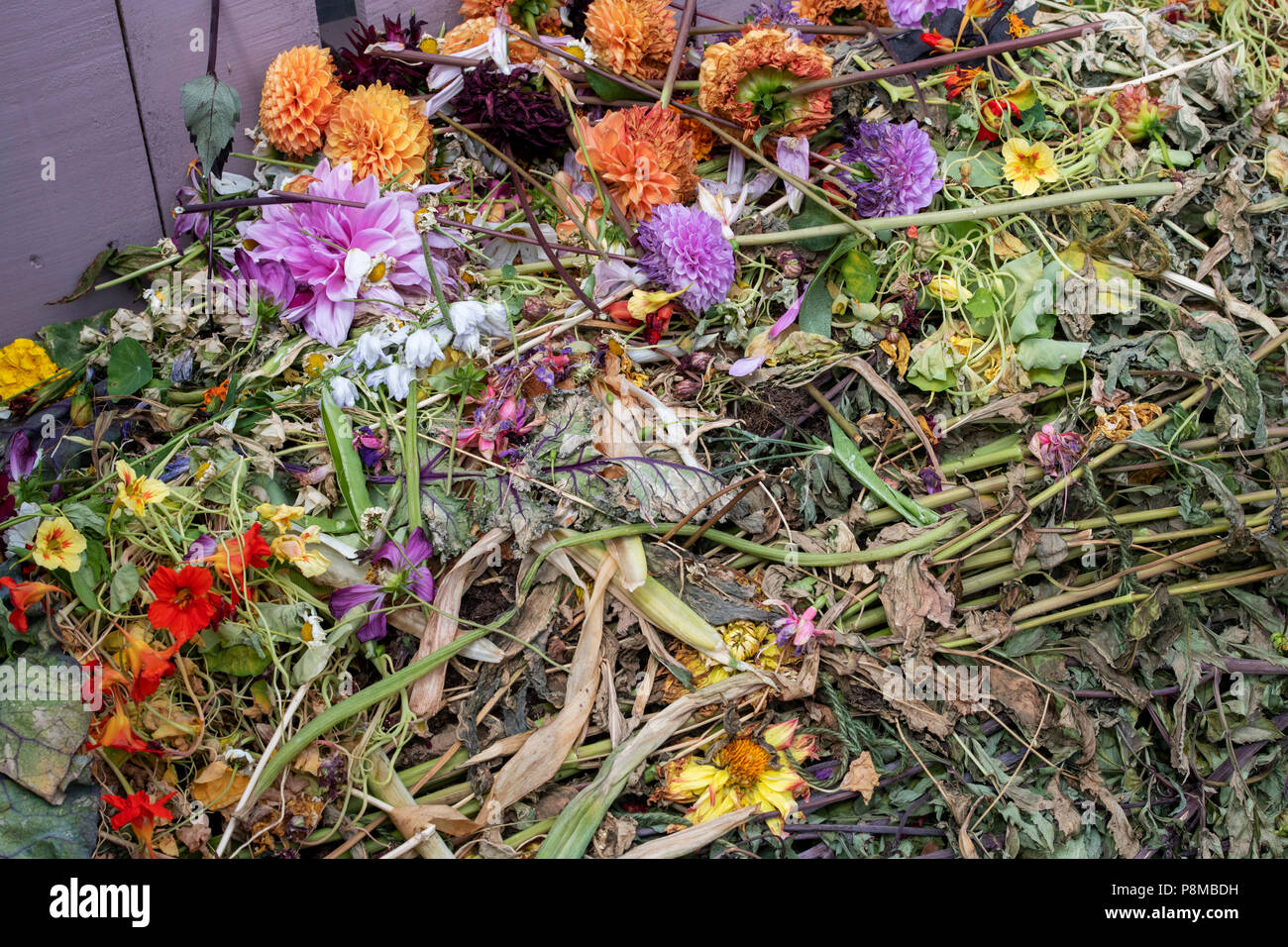 Garten Abfälle auf einem komposthaufen aus Paletten an eine Blume zeigen. Großbritannien Stockfoto