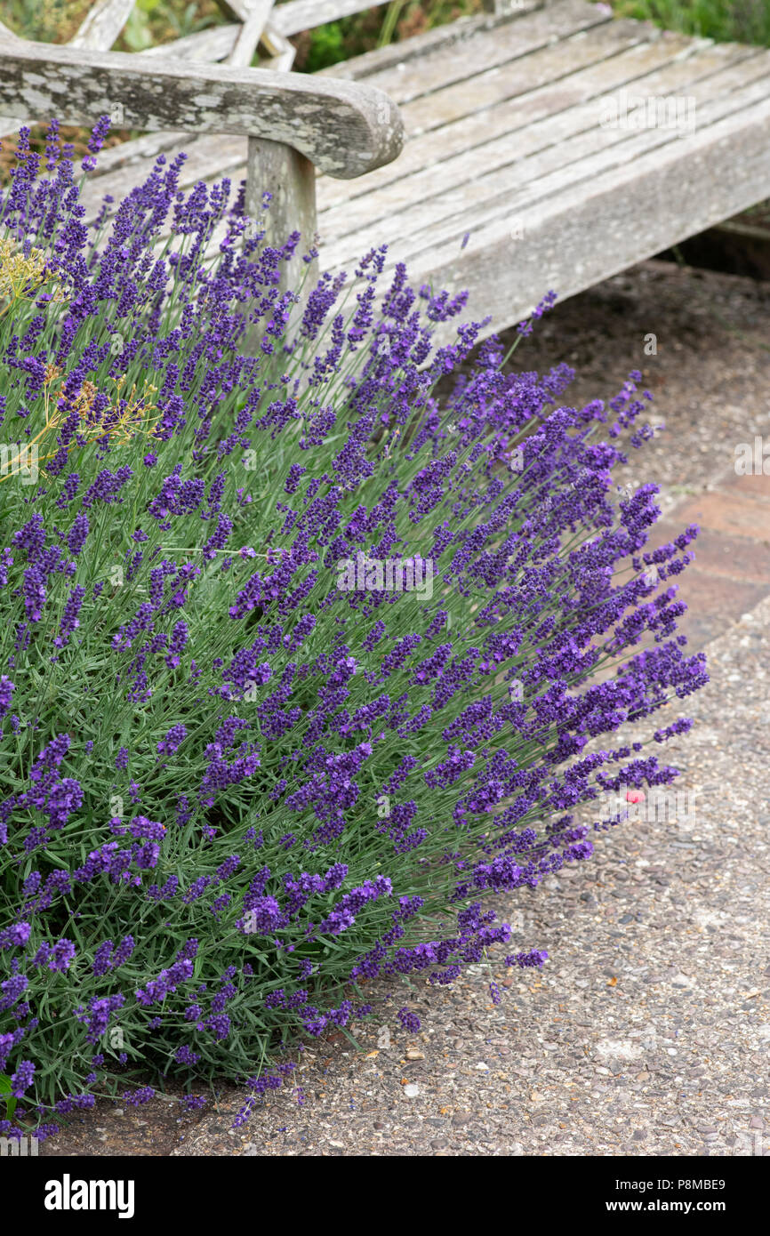 Lavandula angustifolia 'Hidcote'. Lavendel Stockfoto