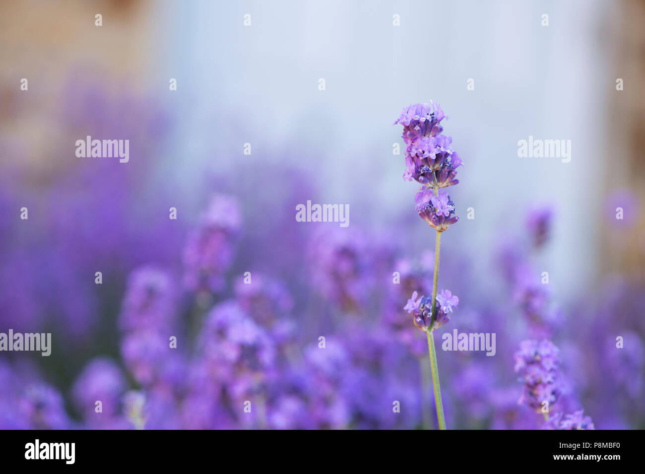 Lavandula angustifolia. Lavendel Stockfoto