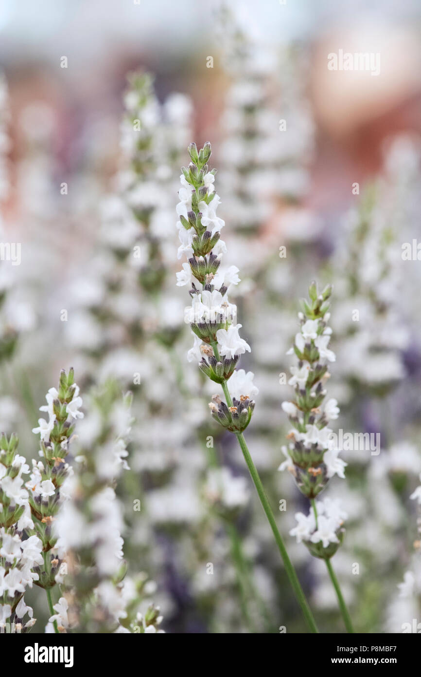 Lavandula x intermedia 'Edelweiss'. Lavendel Stockfoto