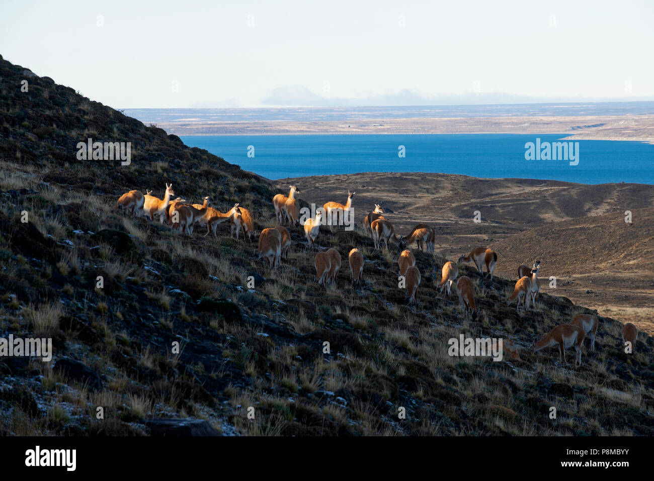 Herde von guanako Beweidung auf Ridgeline bei Sonnenaufgang Stockfoto