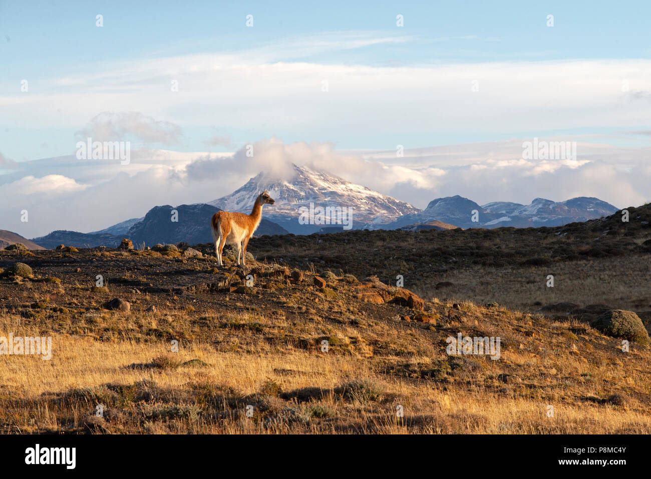 Herde von guanako Beweidung auf die Stockfoto