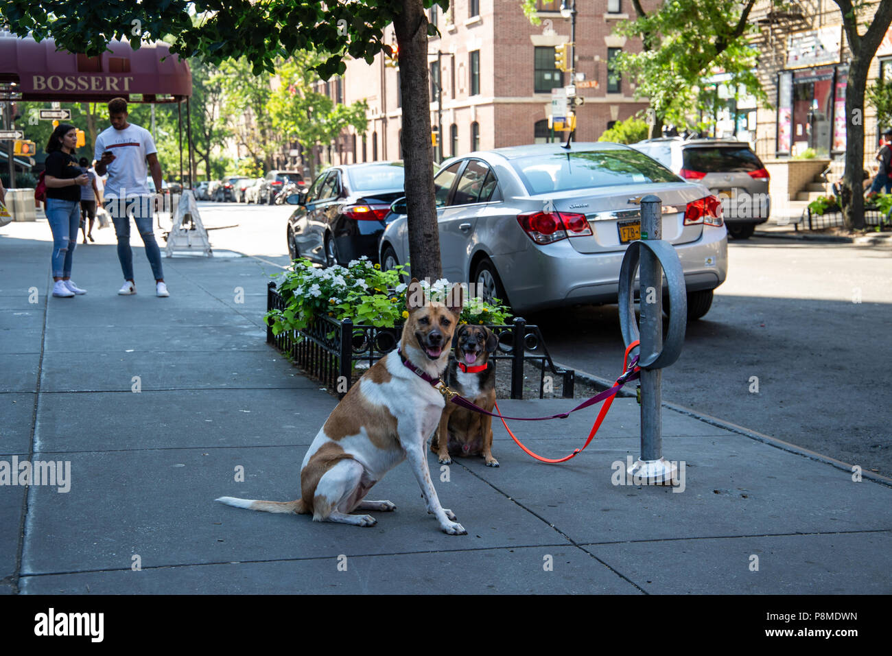 New York City/USA - 10.JULI 2018: Hunde vor dem Supermarkt auf Montague Street in Brooklyn, New York City warten Stockfoto