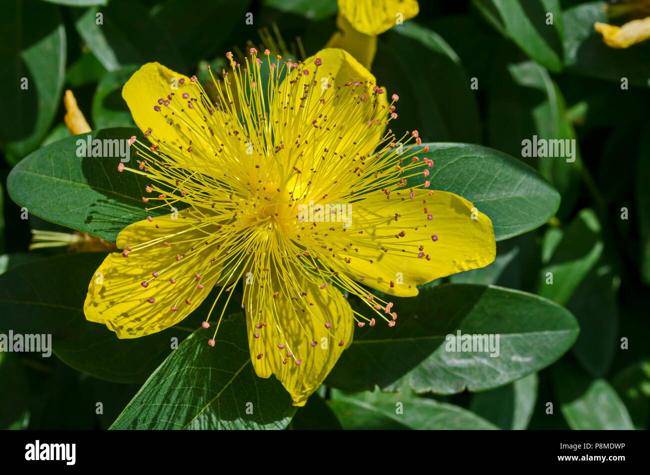 Hypericum calycinum, Johanniskraut oder Gelbe Rose von Sharon bush Flower close-up mit einem zentralen Gottesdienst der hellen gelben Staubgefäßen, Sofia, Bulgarien Stockfoto