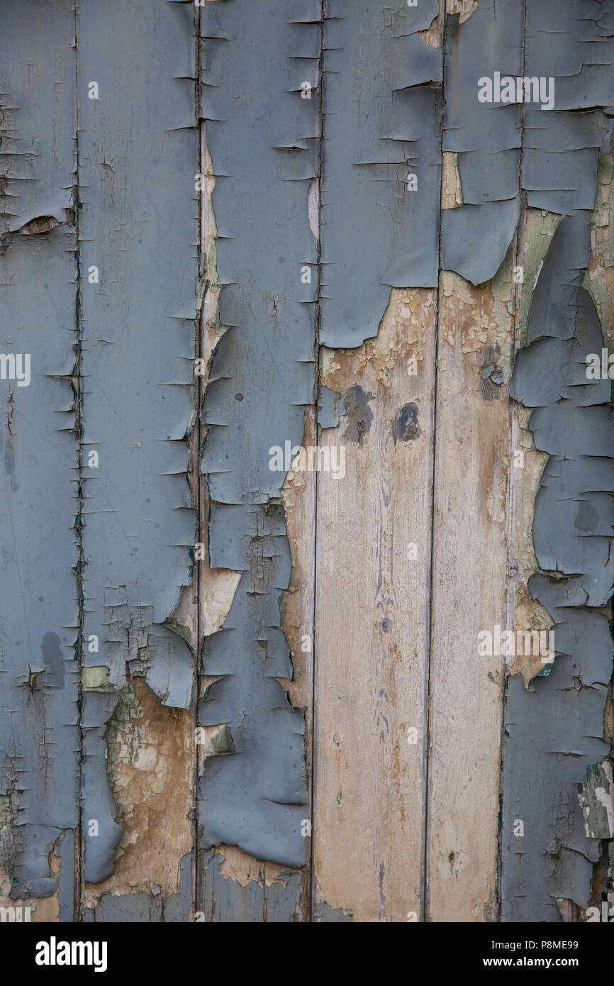 Blue Peeling und Risse im Lack auf morschen Holz in einem strukturierten Hintergrund Stockfoto