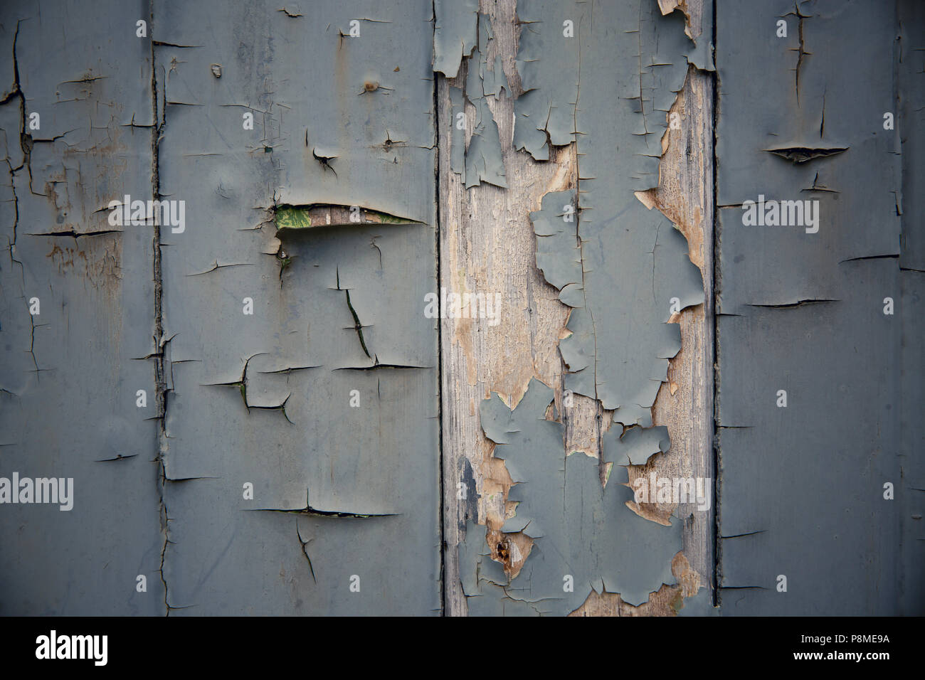 Blue Peeling und Risse im Lack auf morschen Holz in einem strukturierten Hintergrund Stockfoto