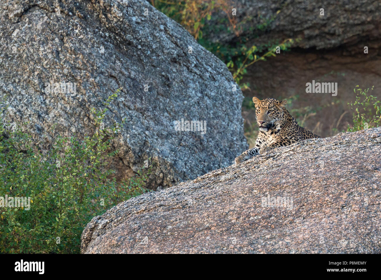 Wilde indische Leopard oder Panthera pardus fusca auf die Felsen am Bera in Rajasthan in Indien an der Aravalli Berge Bereich Stockfoto