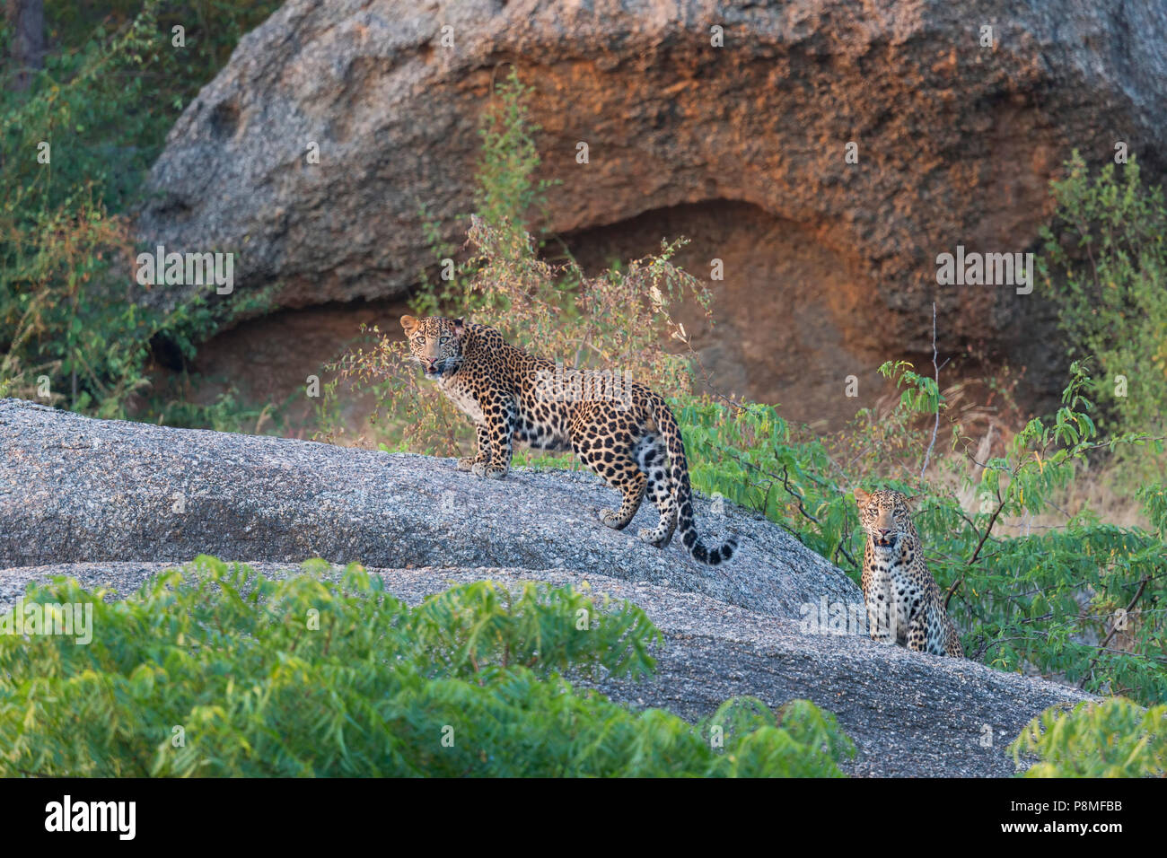 Wilde indische Leopard oder Panthera pardus fusca an Bera Jungen in Rajasthan in Indien an der Aravalli Berge Bereich Stockfoto