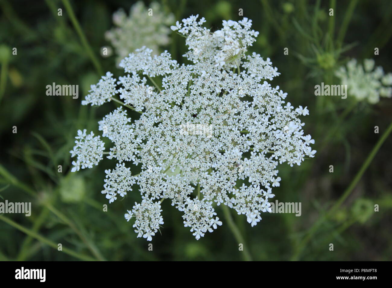 Queen Anne es Lace Blume Stockfoto