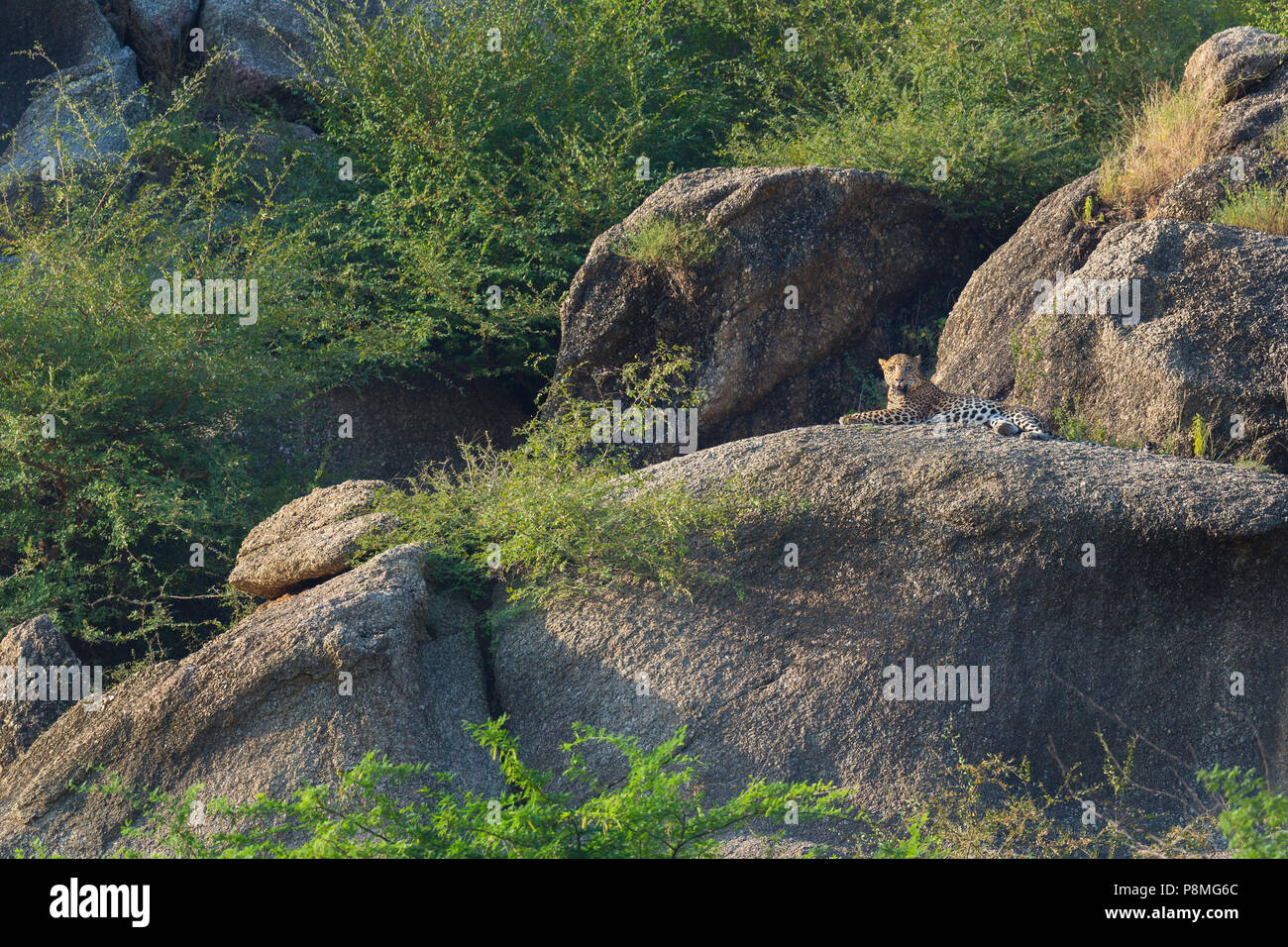 Wilde indische Leopard oder Panthera pardus fusca an Bera in Rajasthan in Indien an der Aravalli Berge Bereich Stockfoto