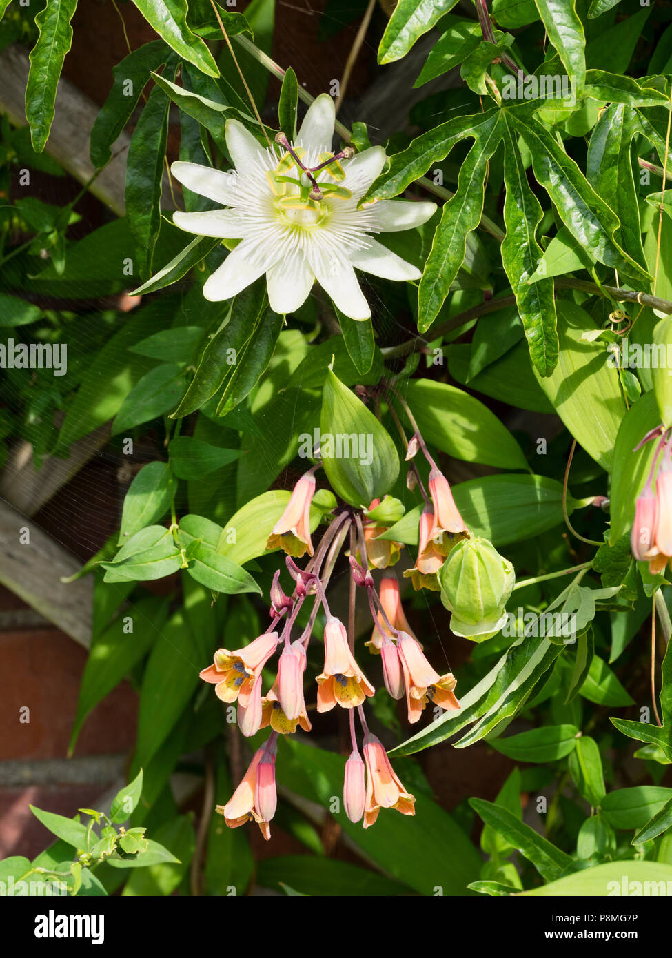 Sommer Blumen der Winterharte twining Kletterer, Bomarea edulis, und Passiflora caerulea 'Constance Elliott' Teilen eine sonnige Wand Stockfoto