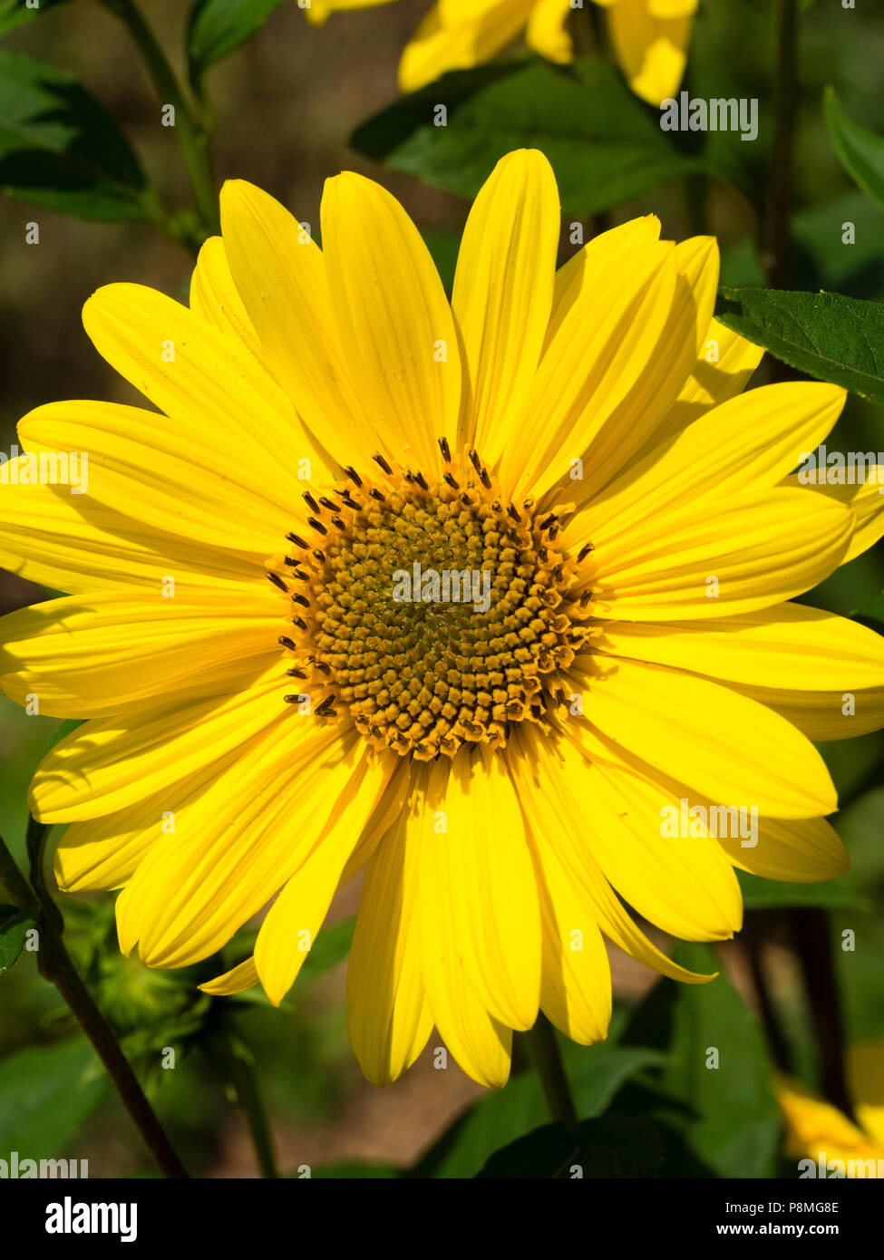 Leuchtend gelbe ray Blütenblätter und dunkler gelb Zentrum der immerwährenden Sonnenblume, Helianthus Suncatcher "Pure Gold" Stockfoto