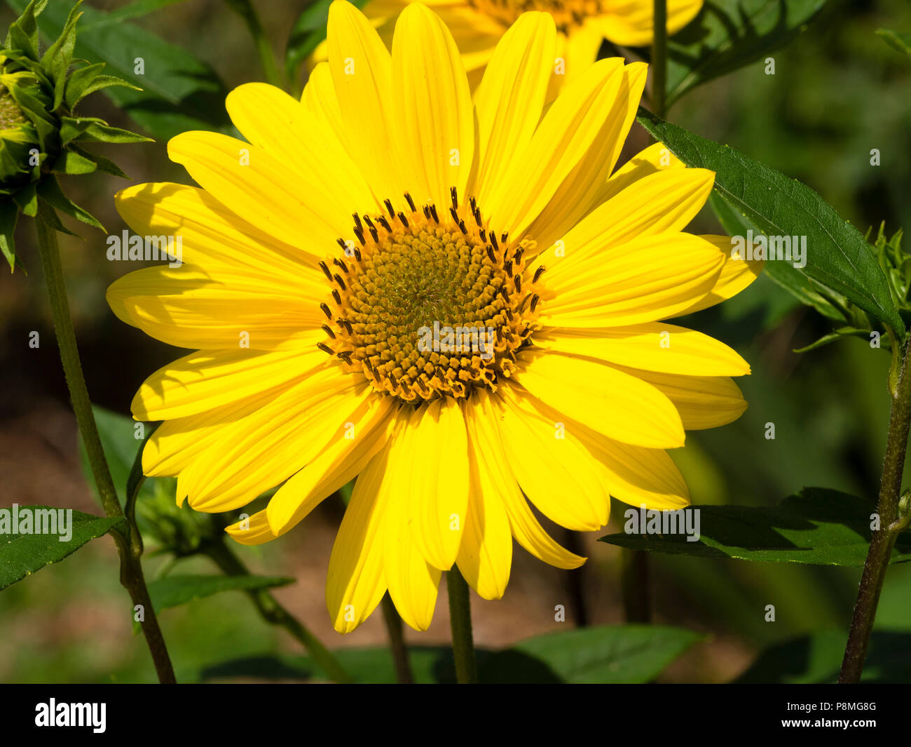 Leuchtend gelbe ray Blütenblätter und dunkler gelb Zentrum der immerwährenden Sonnenblume, Helianthus Suncatcher "Pure Gold" Stockfoto