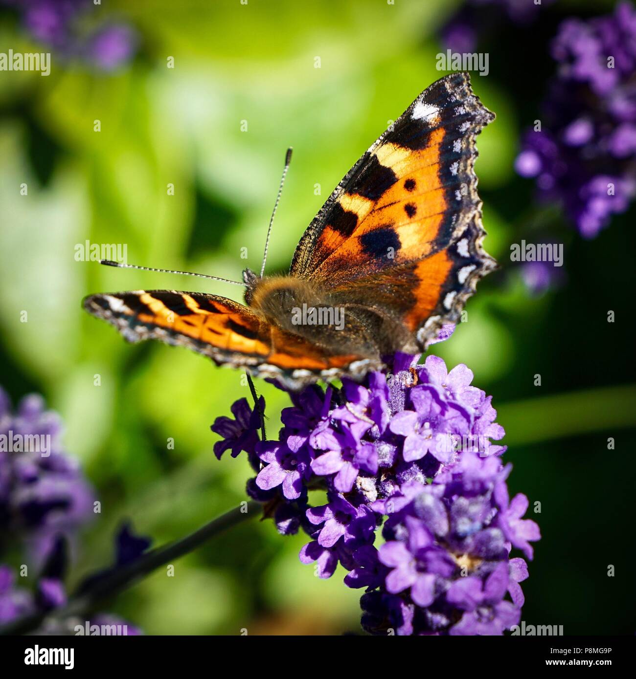 Interessante Insekten Stockfoto