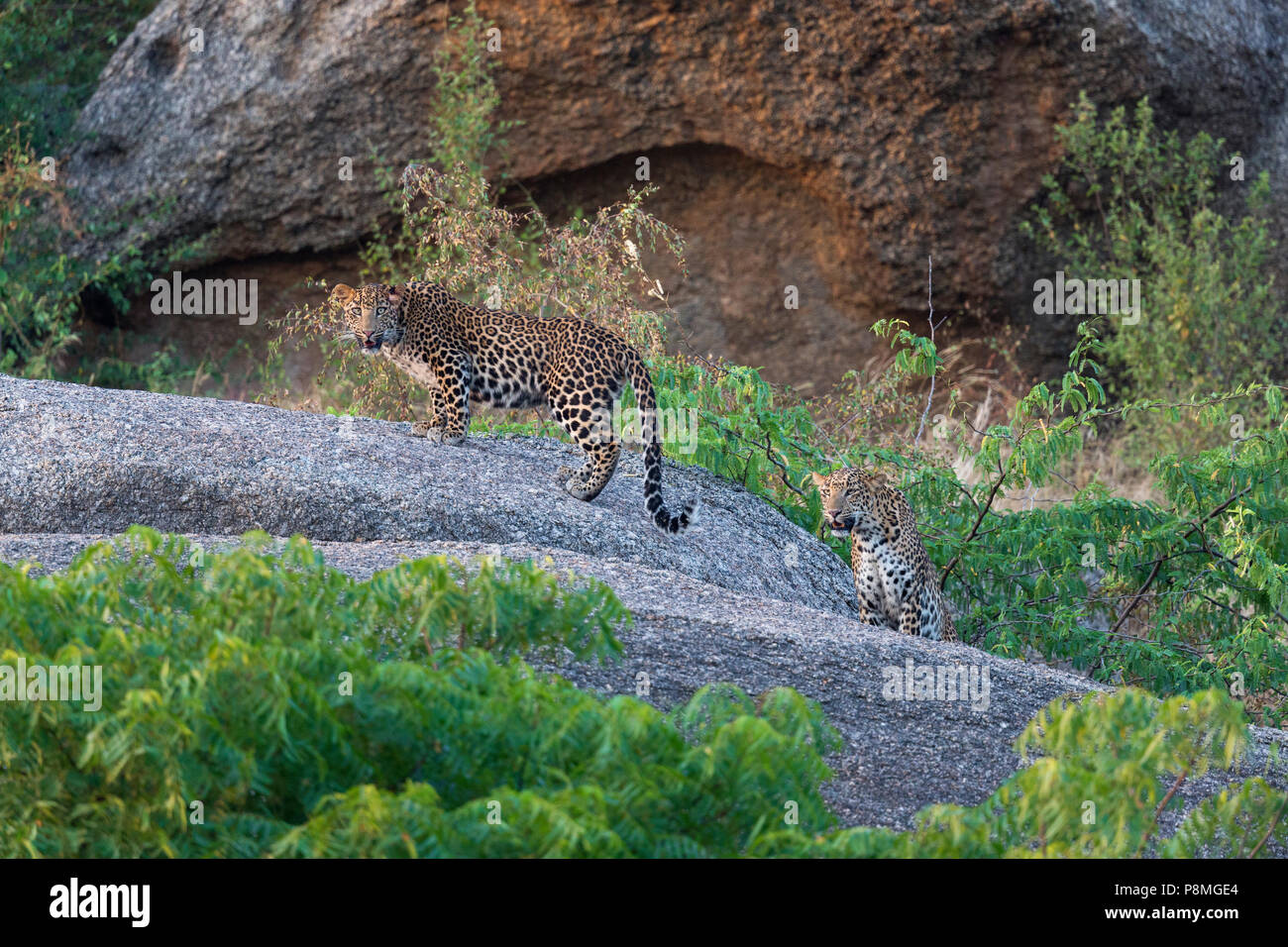 Wilde indische Leopard oder Panthera pardus fusca Jungen am Bera in Rajasthan in Indien an der Aravalli Berge Bereich Stockfoto