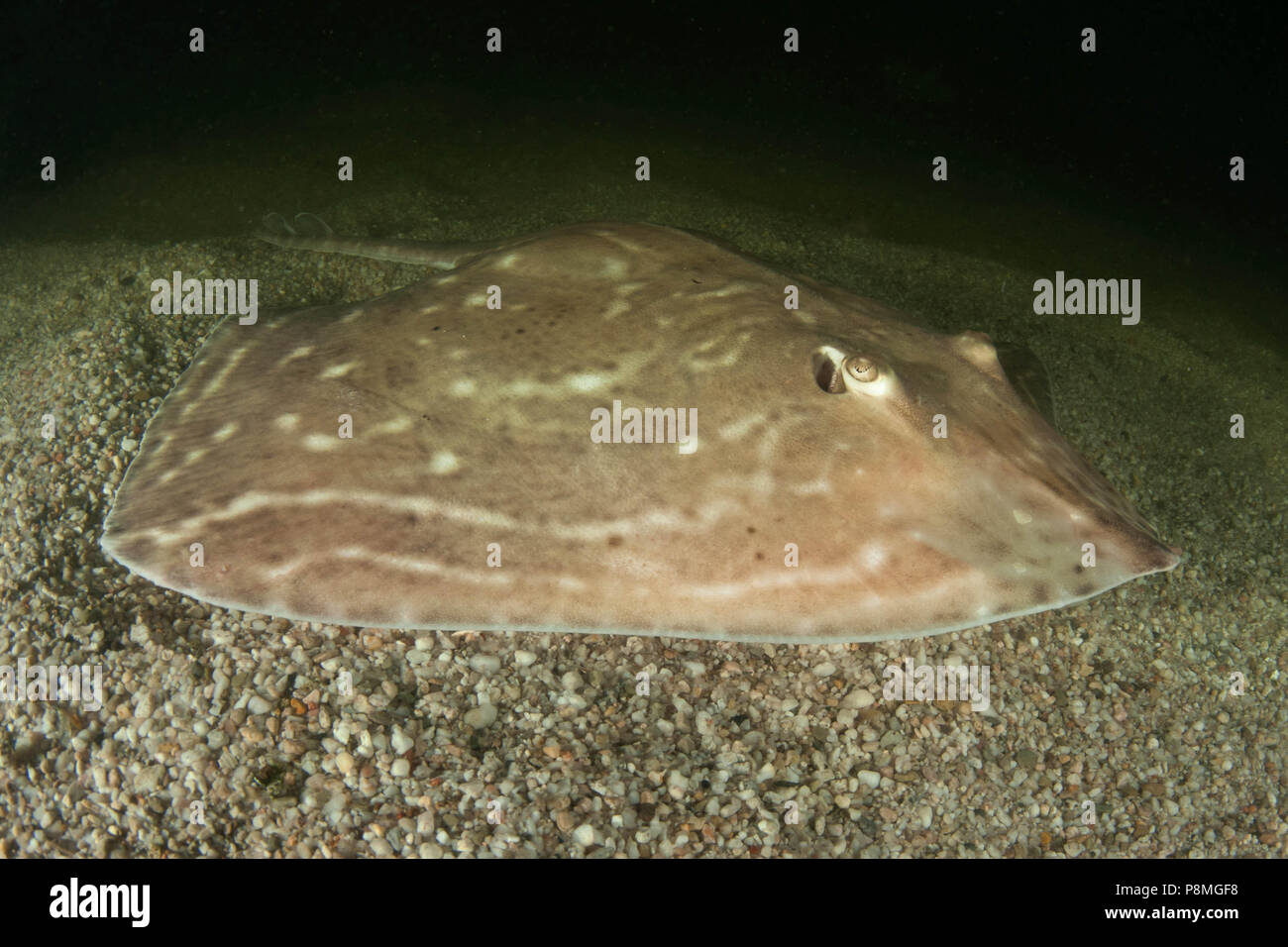 Microocellata smalleyed Ray (Raja), männlich Stockfoto