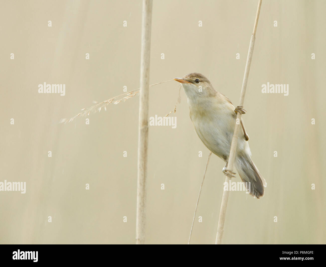 Eurasischen Teichrohrsänger mit Nistmaterial Stockfoto