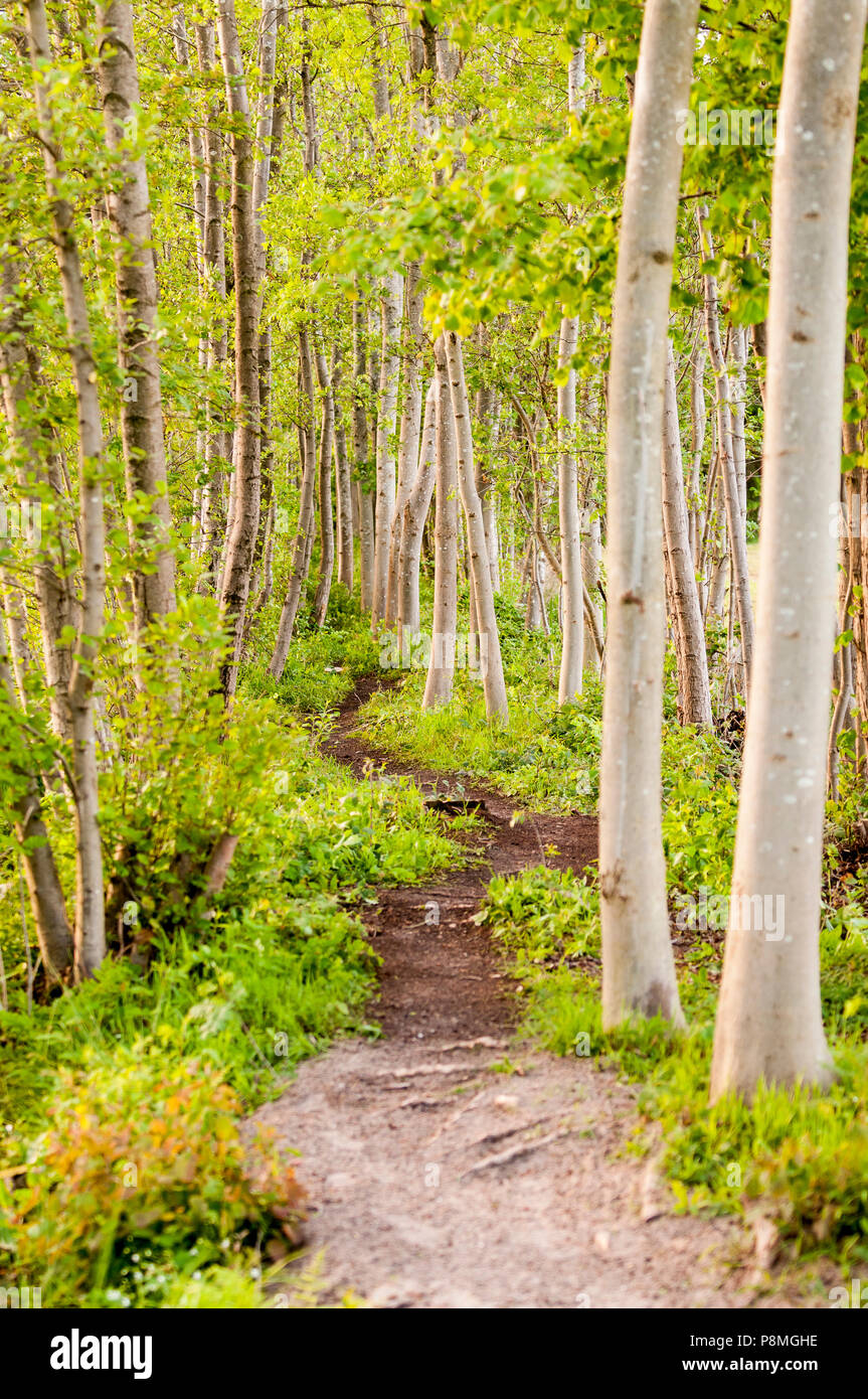 Wanderweg durch den Wald Stockfoto