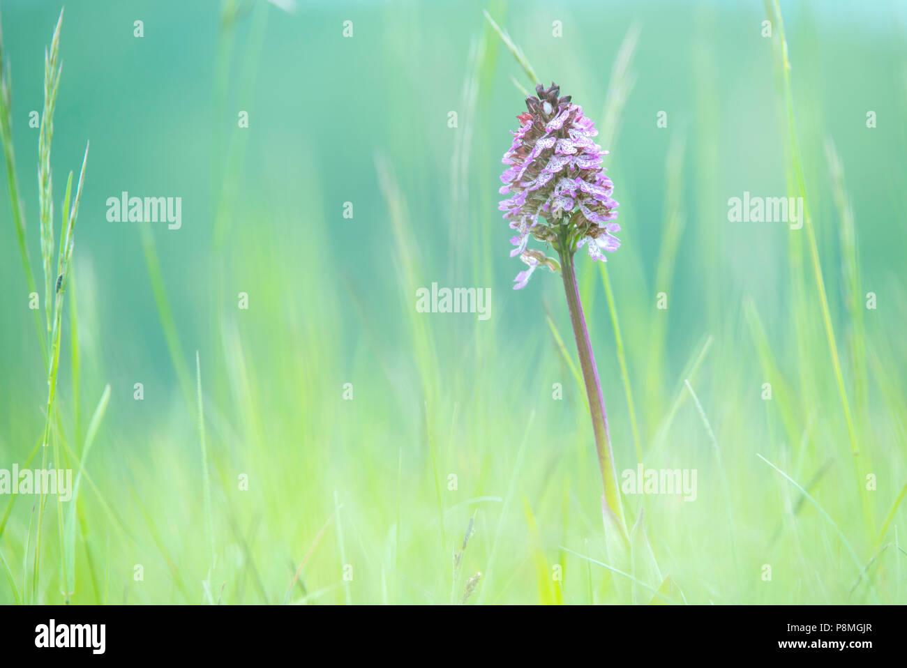 Hybrid von Lady Orchidee und Helm-knabenkraut Orchis x hybrida Stockfoto