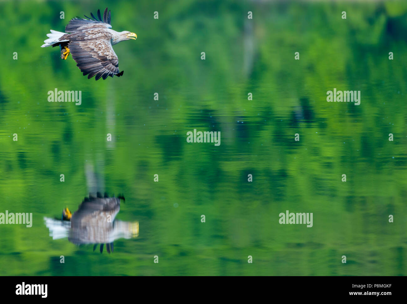 Seeadler im Flug Stockfoto